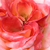 Czerwono - biały  - Róża wielkokwiatowa - Hybrid Tea - Maxim®